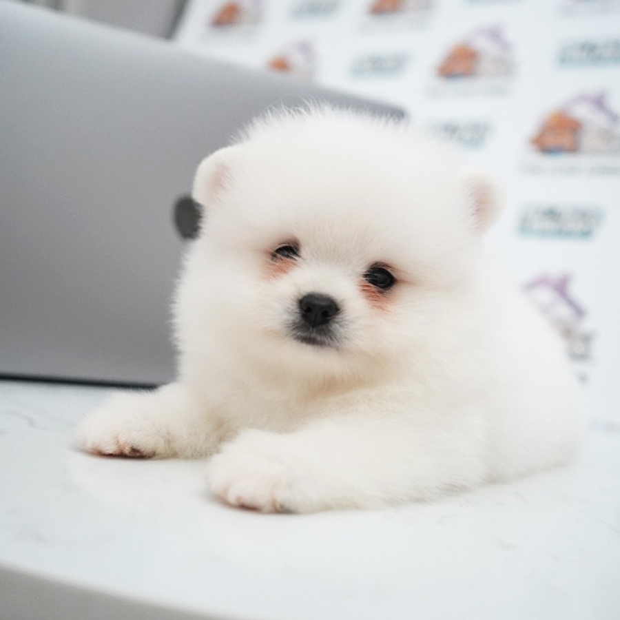 Pomeranian Puppy (Male) For Sale