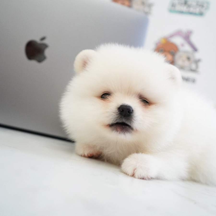 Pomeranian Puppy (Female) For Sale