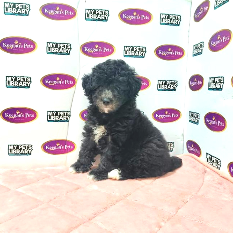 MKA Toy Poodle Puppy (Male) For Sale
