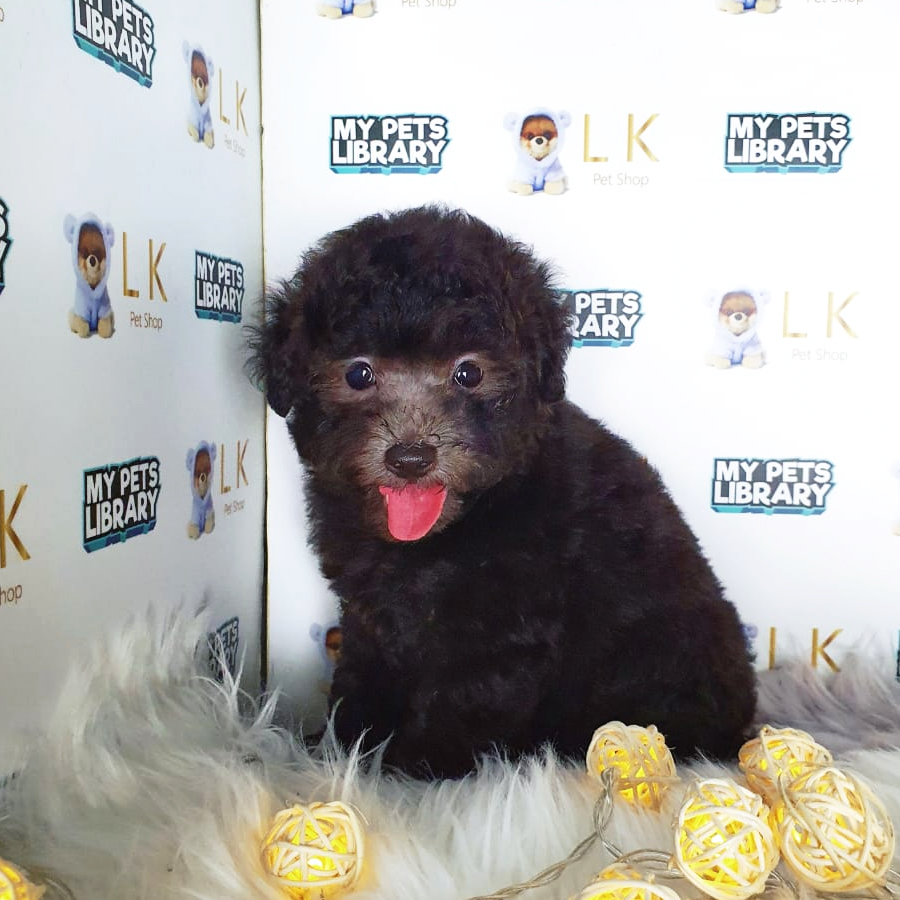 Toy Poodle Puppy (Male) For Sale