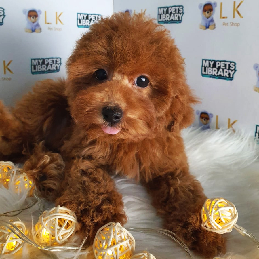 Toy Poodle Puppy (Female) For Sale