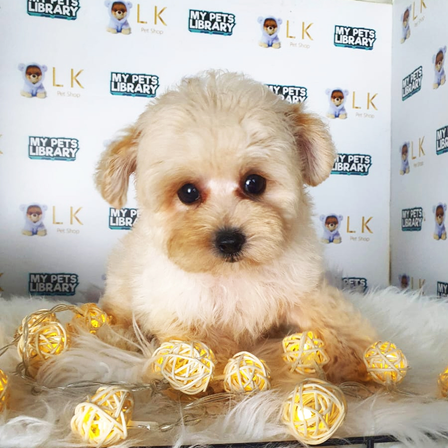 Toy Poodle Puppy (Male) For Sale
