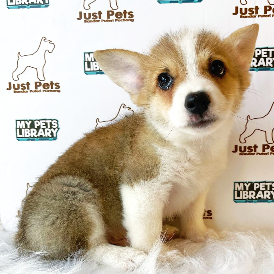 Welsh Corgi Puppy (Male) For Sale