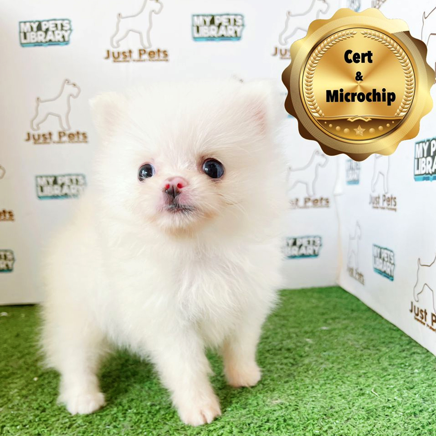 MKA Tiny Pomeranian Puppy (Female) For Sale