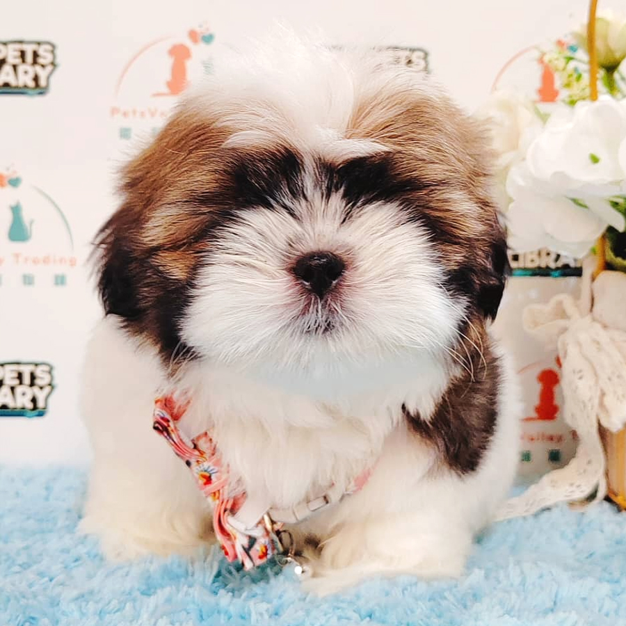 Shih Tzu Puppy (Female) For Sale
