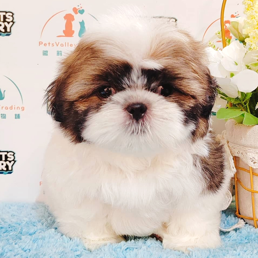 Shih Tzu Puppy (Male) For Sale