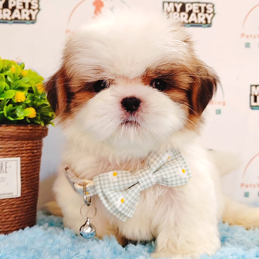 Shih Tzu Puppy (Female) For Sale