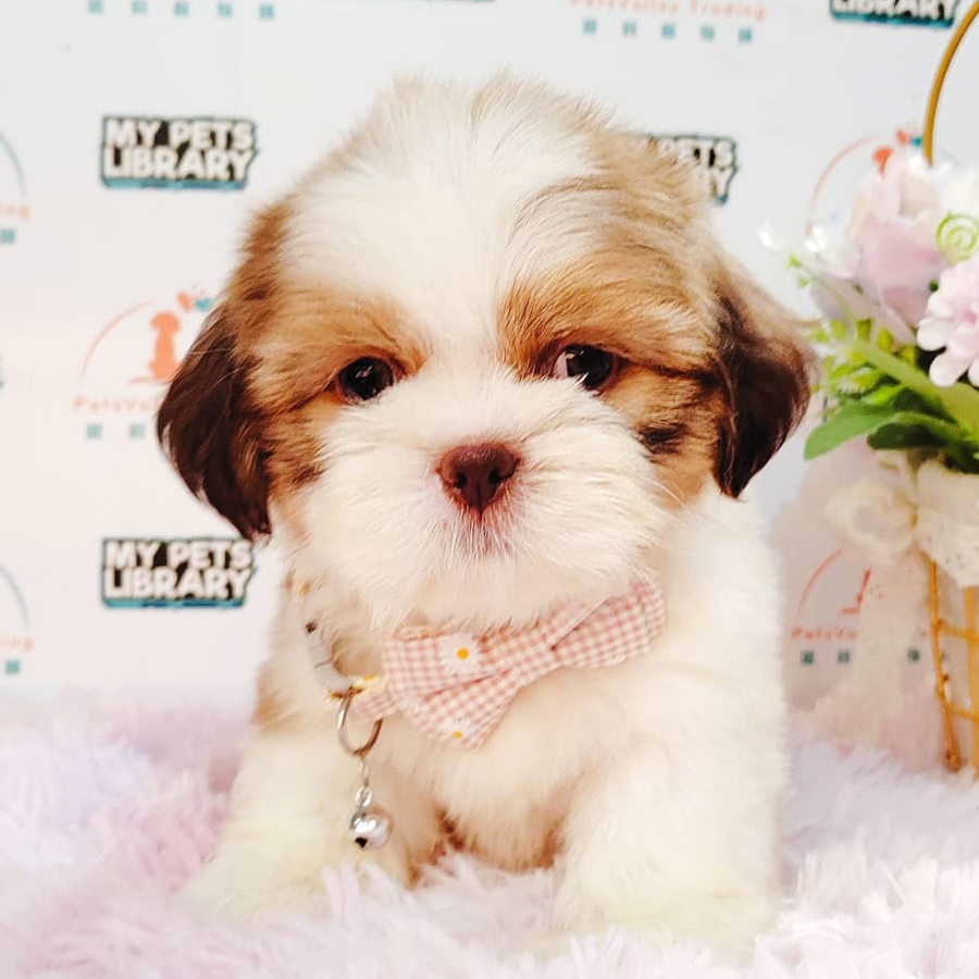 Shih Tzu Puppy (Male) For Sale