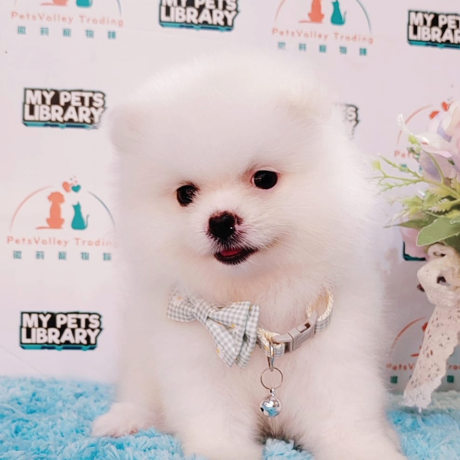 Pomeranian Puppy (Female) For Sale