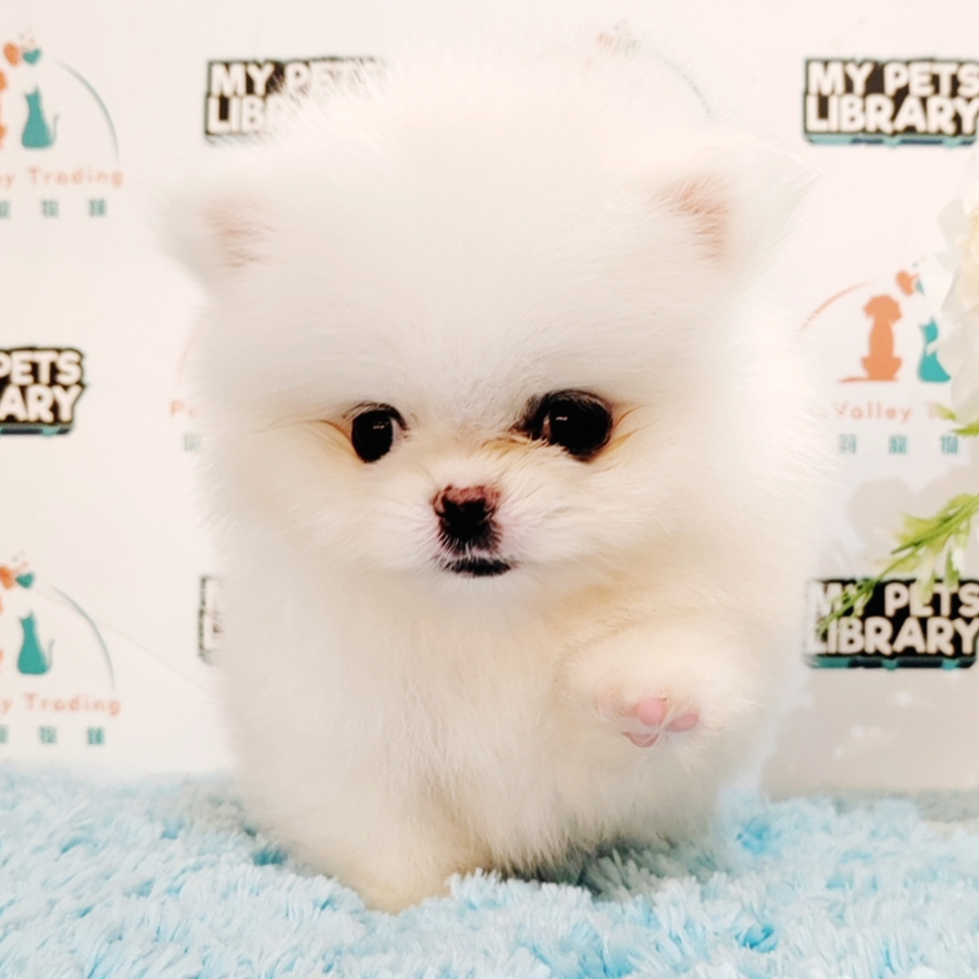 Teacup Pomeranian Puppy (Male) For Sale
