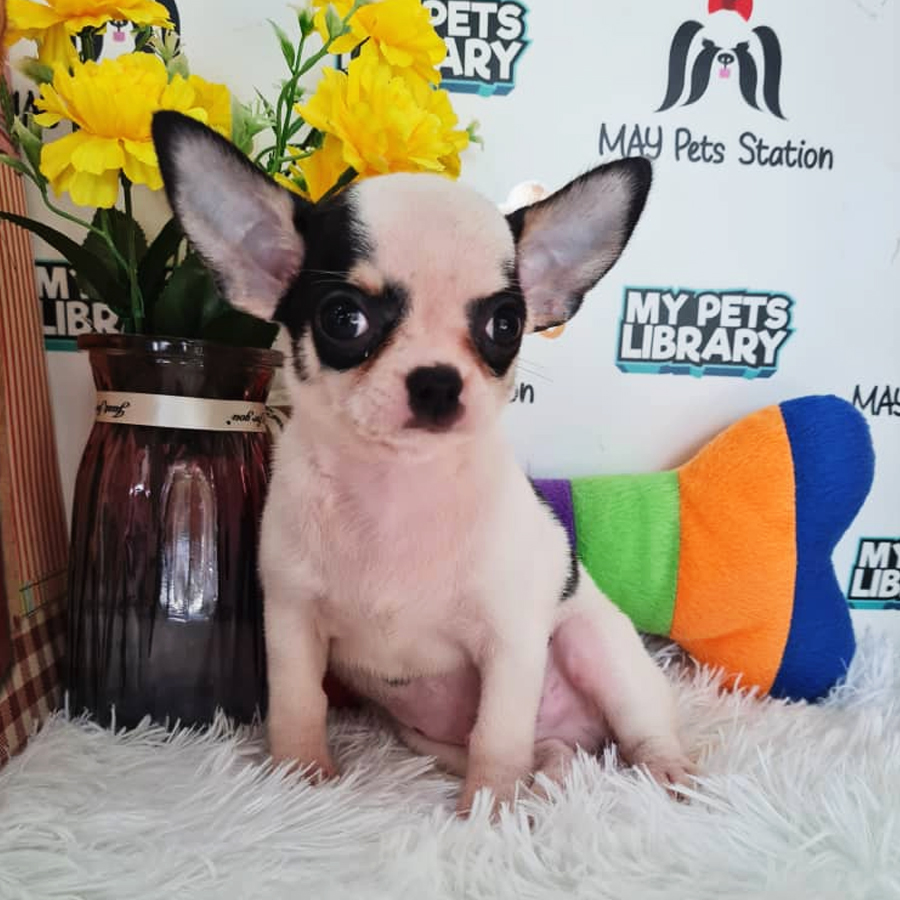 Short Coat Chihuahua Puppy (Male) For Sale