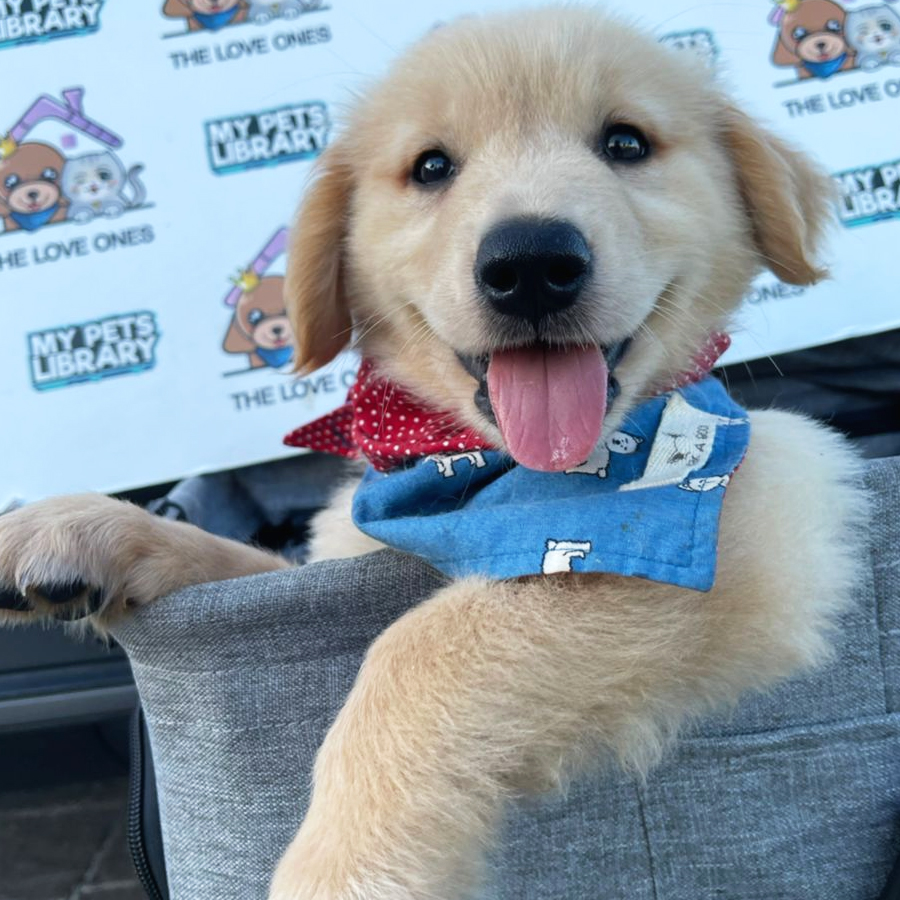 MKA Golden Retriever Puppy (Male) For Sale