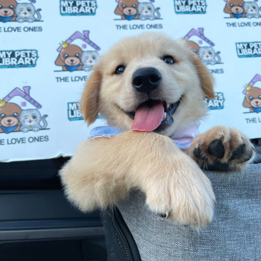 MKA Golden Retriever Puppy (Female) For Sale