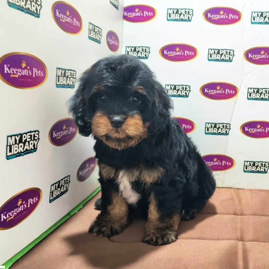 Cavapoo Puppy (Male) For Sale