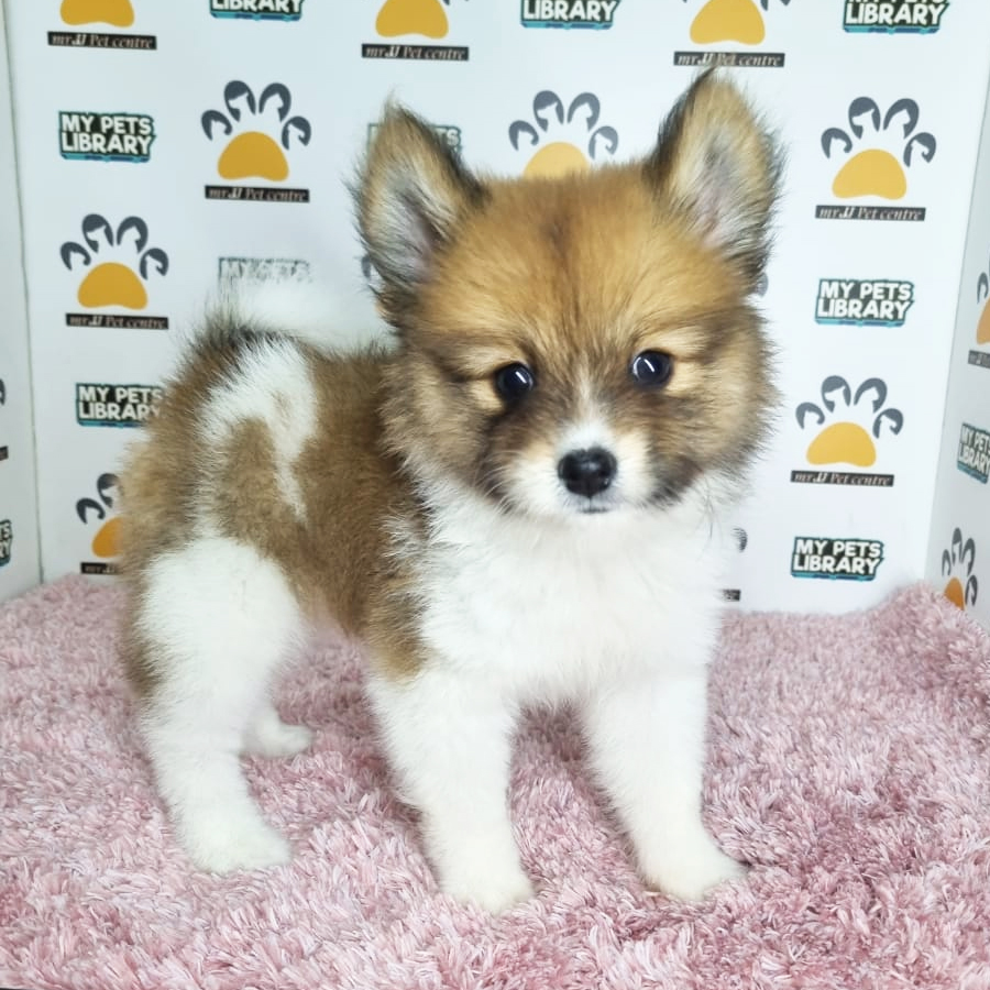 Pomeranian Puppy (Female) For Sale