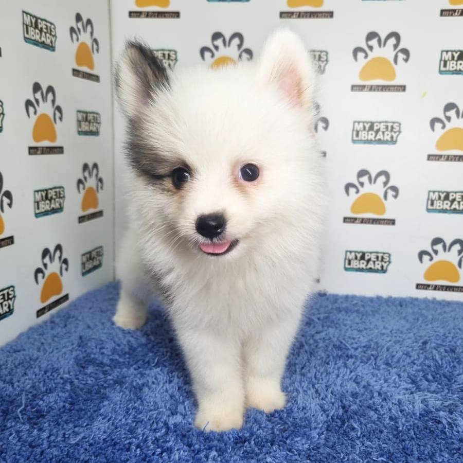 Pomeranian Puppy (Male) For Sale