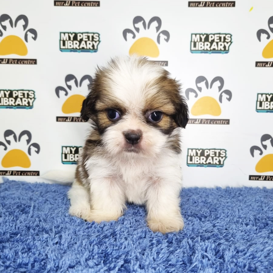 Shih Tzu Puppy (Male) For Sale
