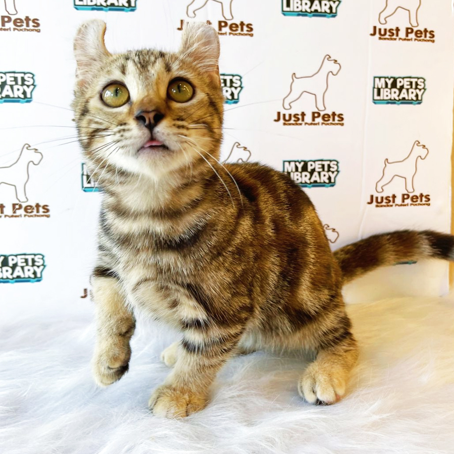 Munchkin Kitten (Male) For Sale