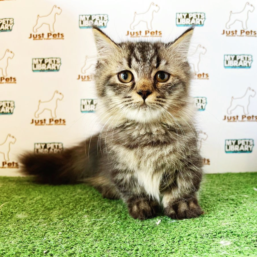 Munchkin Kitten (Male) For Sale