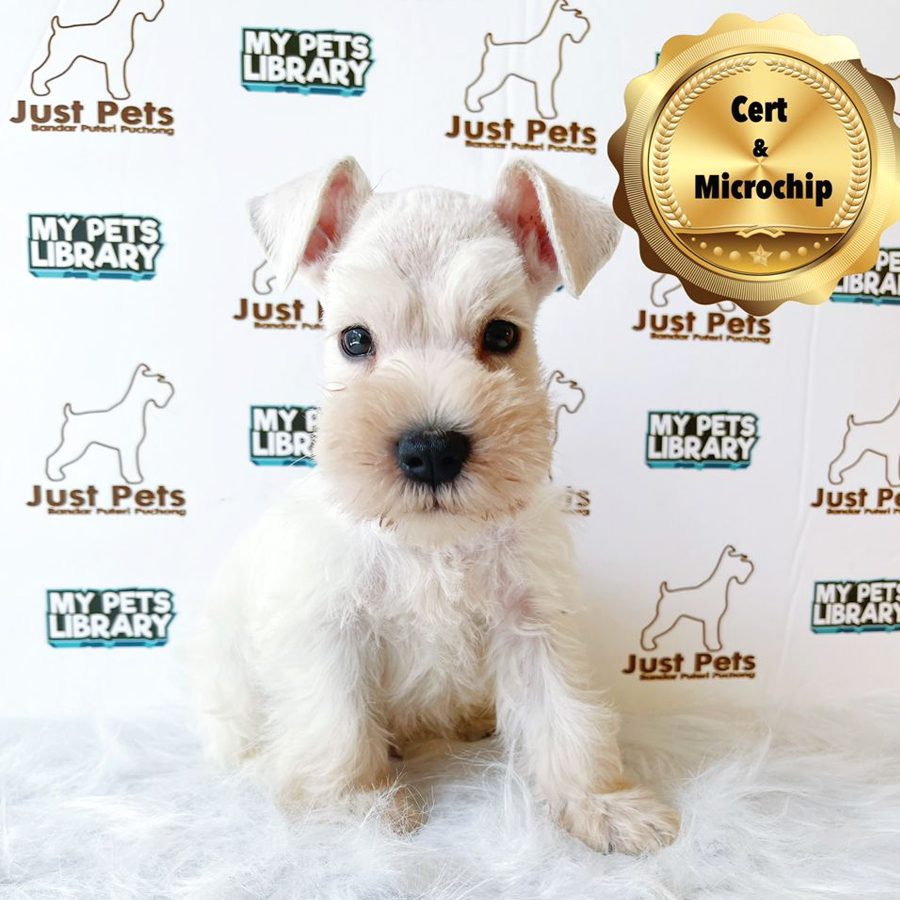 MKA Schnauzer Puppy (Male) For Sale