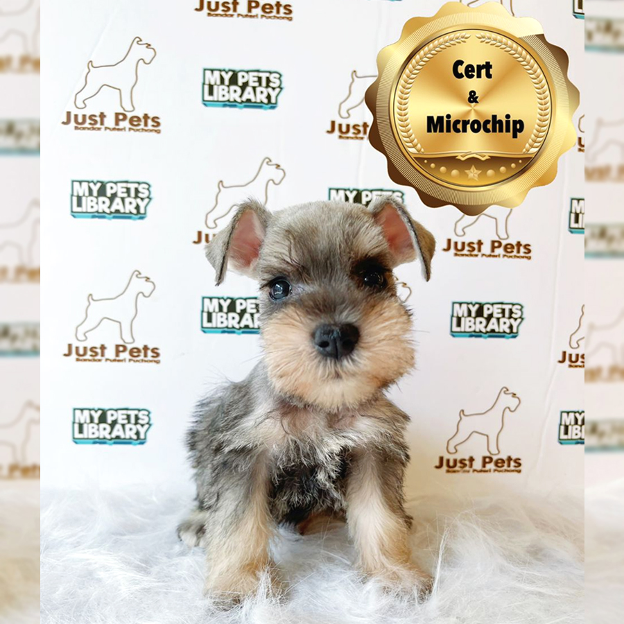 MKA Schnauzer Puppy (Male) For Sale
