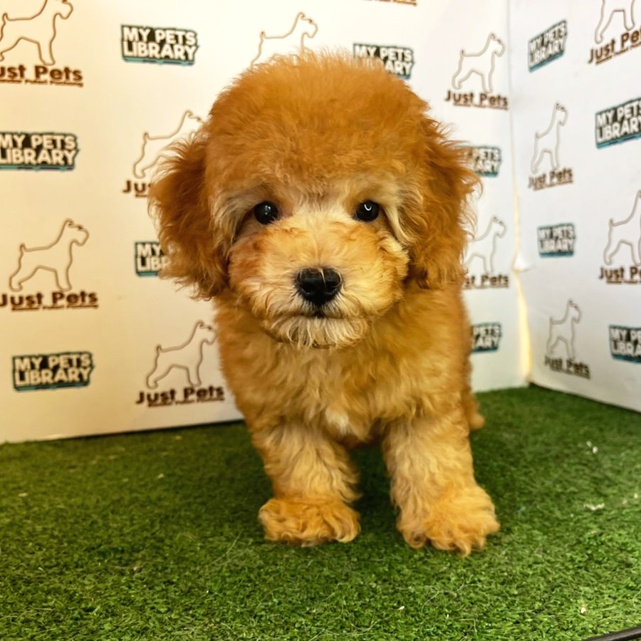 Toy Poodle Puppy (Male) For Sale