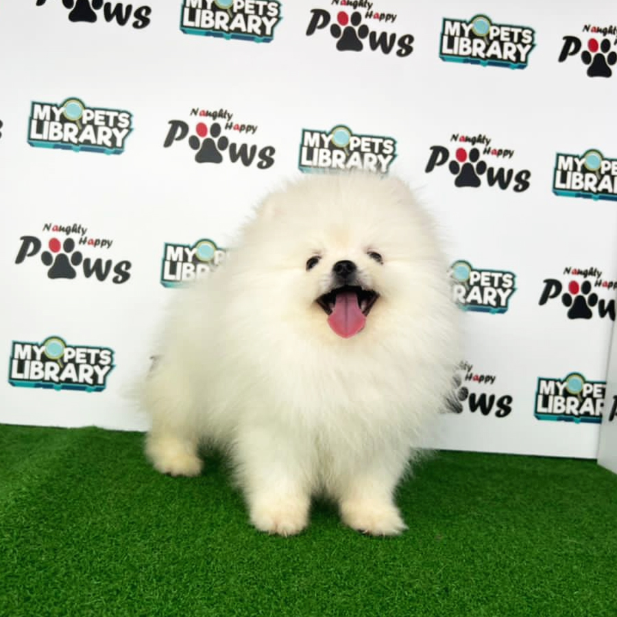 Pomeranian Puppy (Male) For Sale
