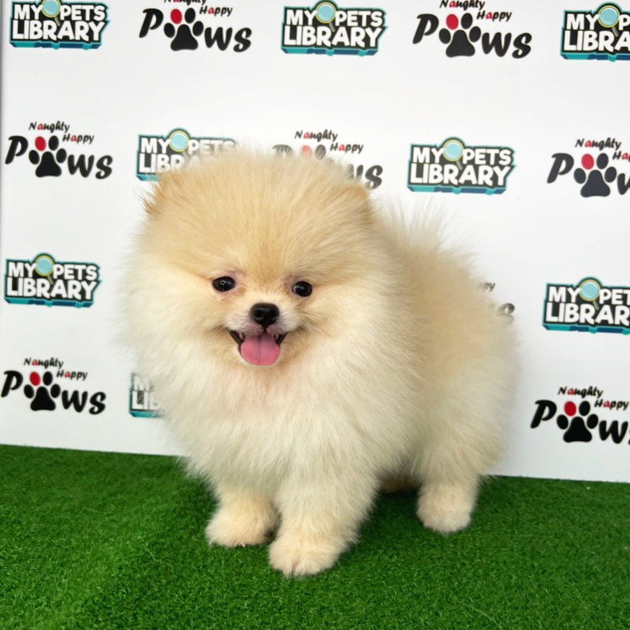 Pomeranian Puppy (Male) For Sale
