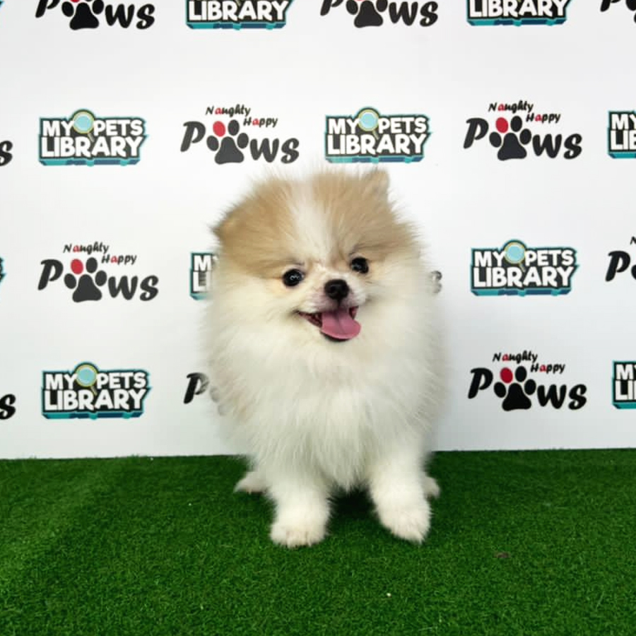 Pomeranian Puppy (Female) For Sale