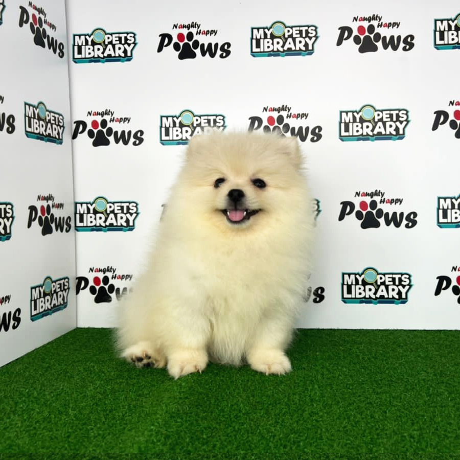 Pomeranian Puppy (Female) For Sale