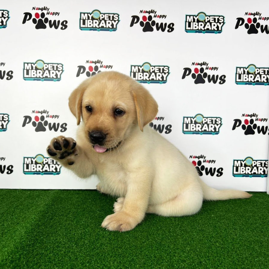 Labrador Retriever Puppy (Male) For Sale
