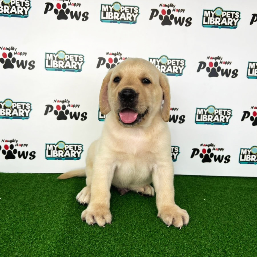 Labrador Retriever Puppy (Male) For Sale