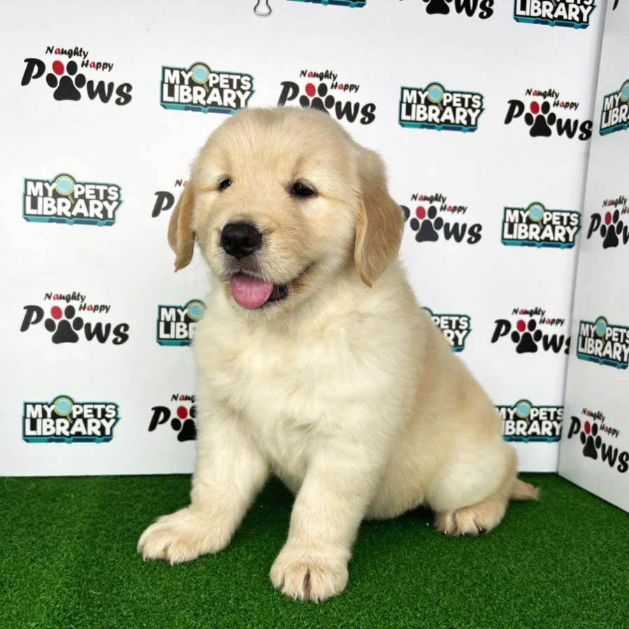 Golden Retriever Puppy (Male) For Sale