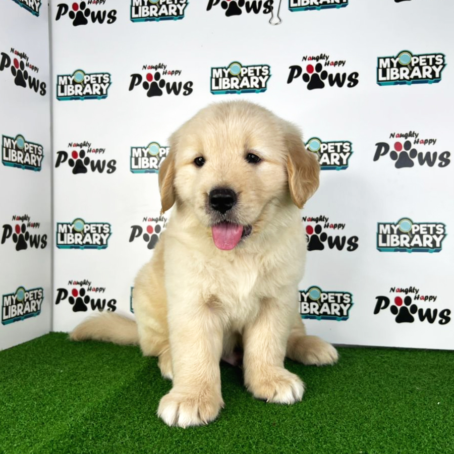 Golden Retriever Puppy (Male) For Sale