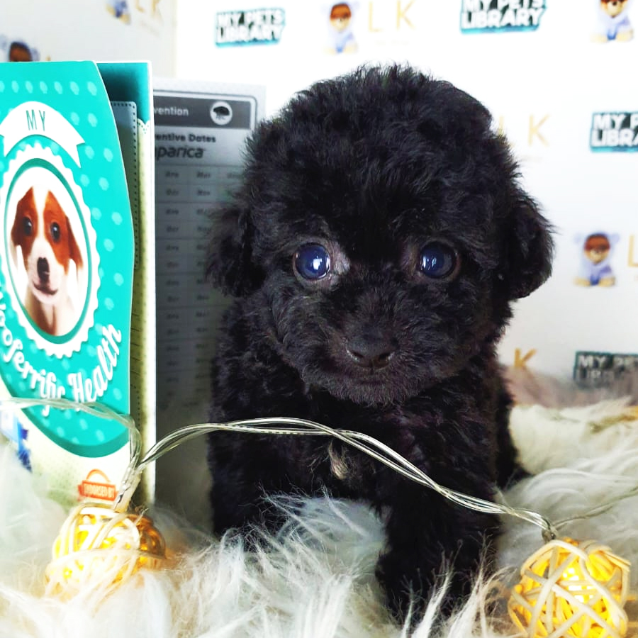 Tiny Poodle Puppy (Male) For Sale