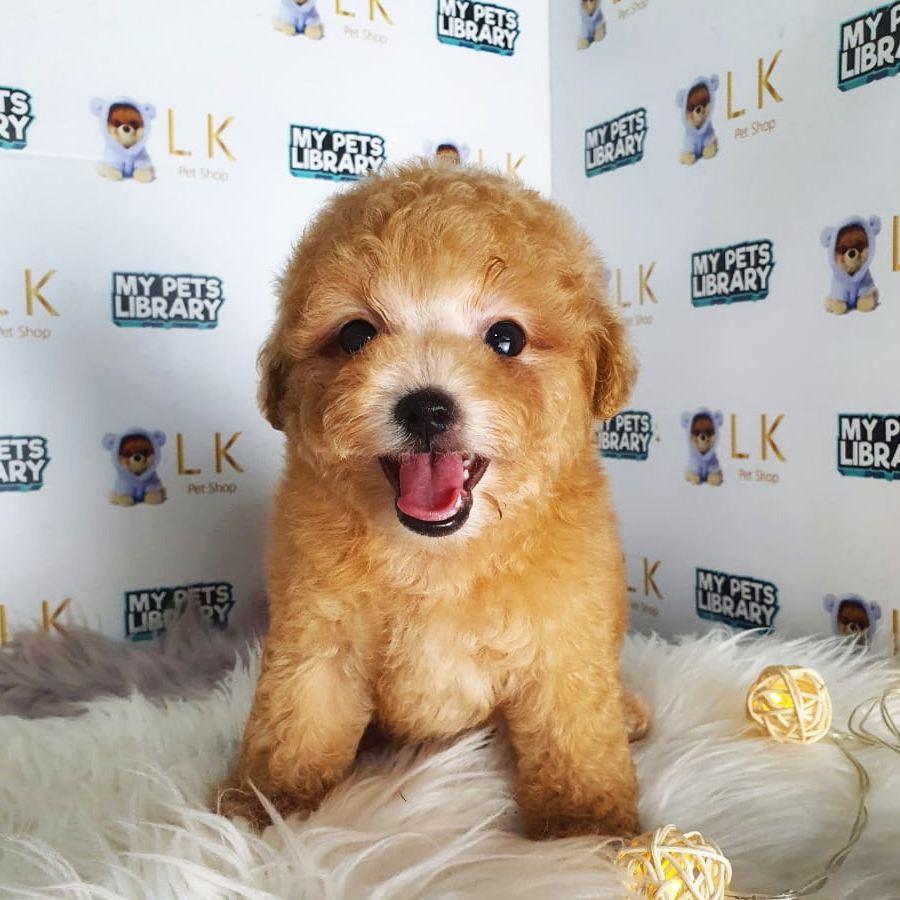 Tiny Poodle Puppy (Female) For Sale