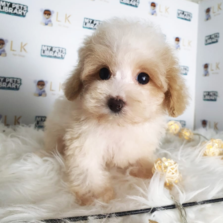 Tiny Poodle Puppy (Female) For Sale