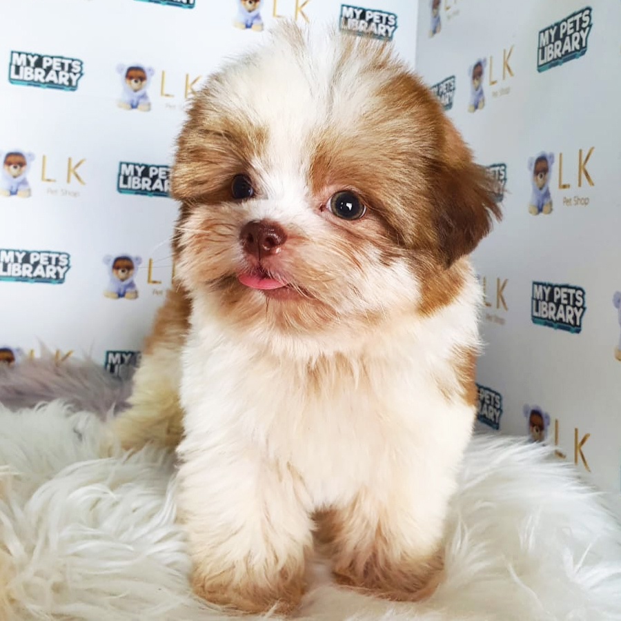 Shih Tzu Puppy (Male) For Sale
