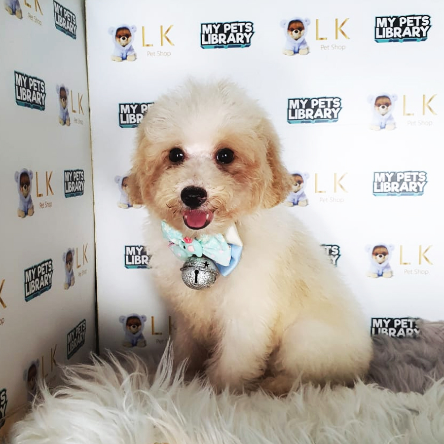 Toy Poodle Puppy (Male) For Sale