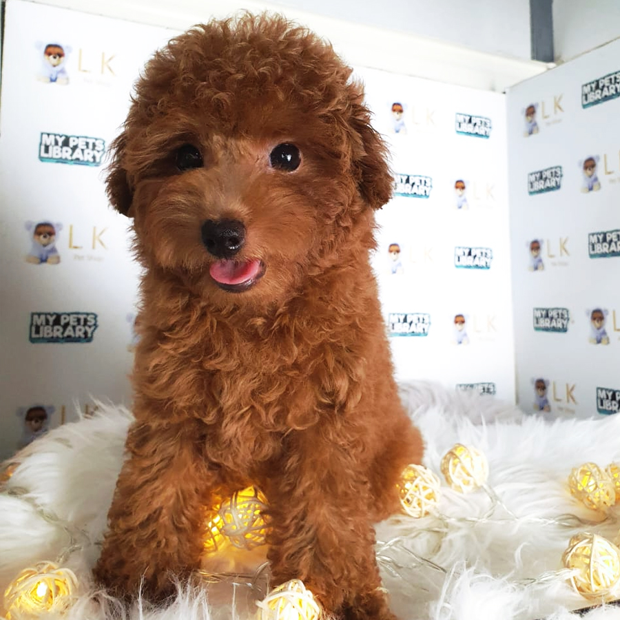 Toy Poodle Puppy (Female) For Sale
