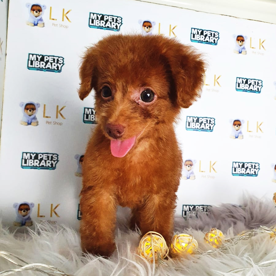 Toy Poodle Puppy (Female) For Sale