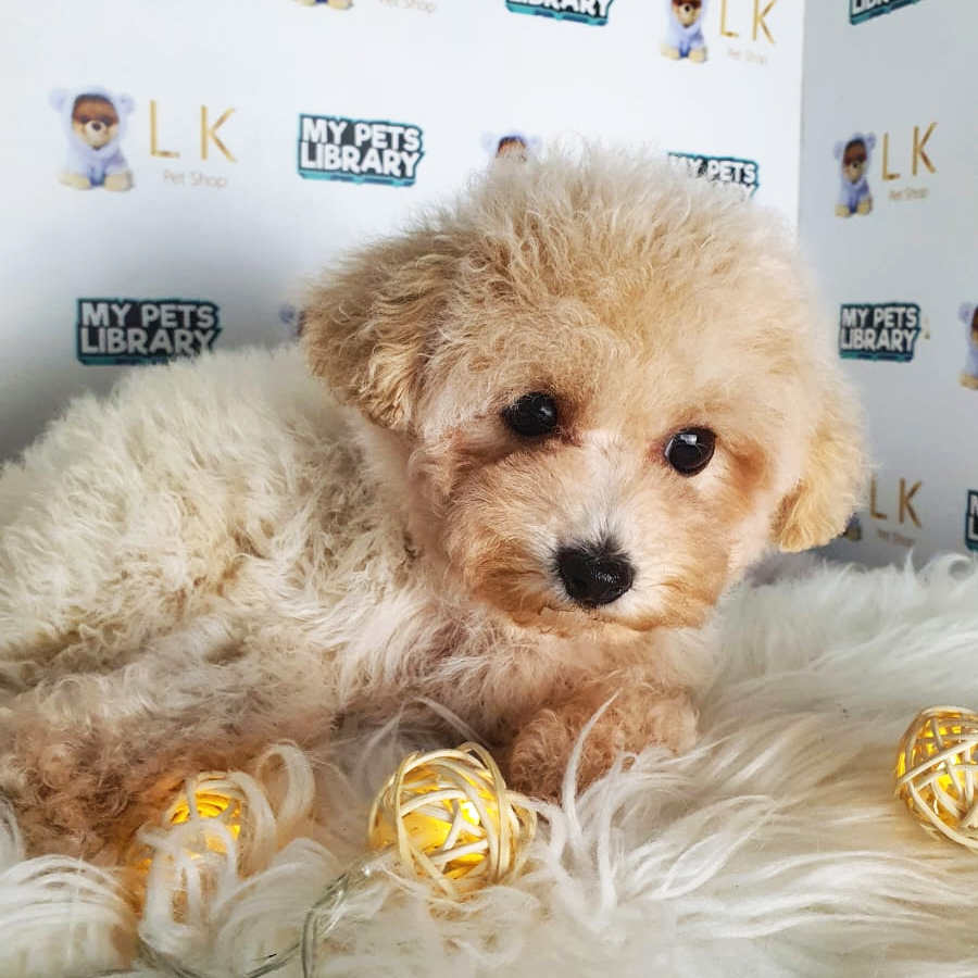 Toy Poodle Puppy (Female) For Sale