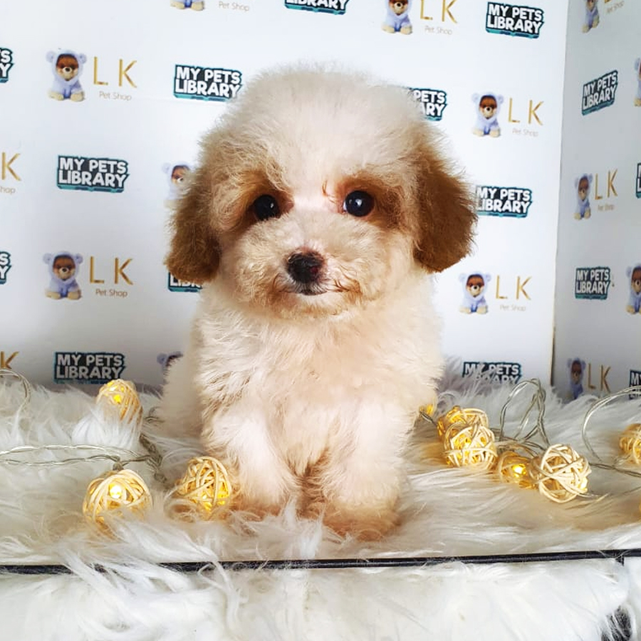 Tiny Poodle Puppy (Female) For Sale