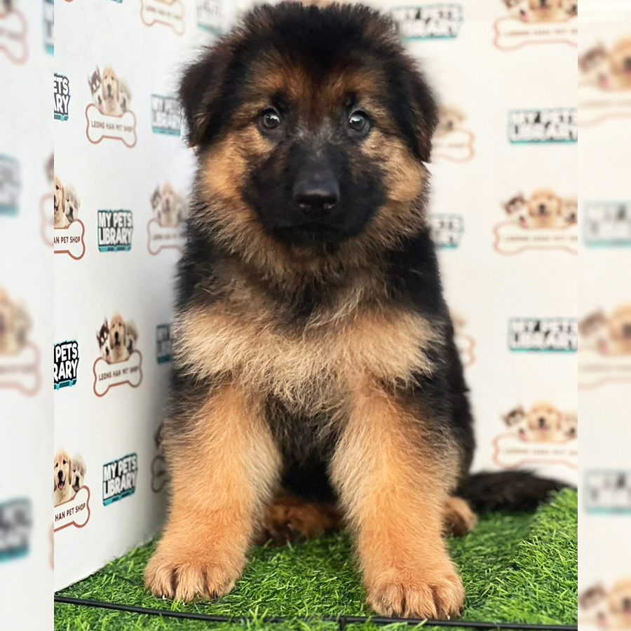 German Shepherd Puppy (Male) For Sale