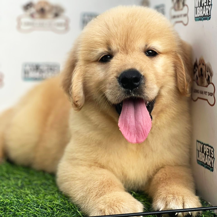Golden Retriever Puppy (Female) For Sale