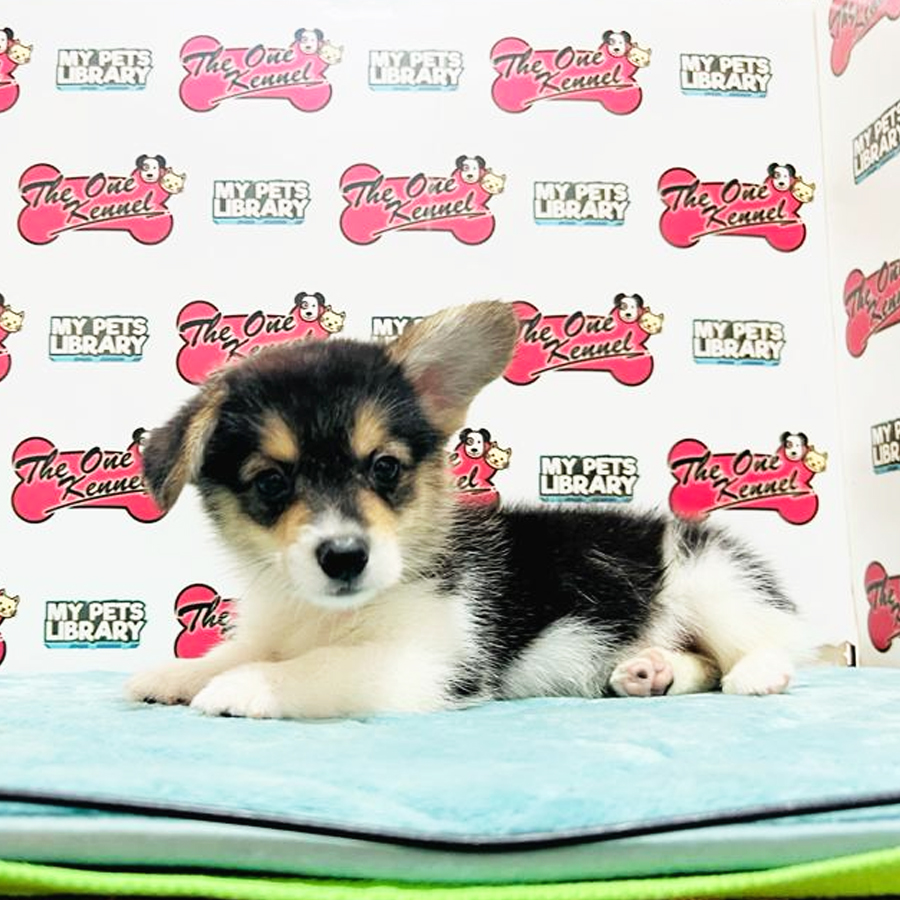MKA Welsh Corgi Puppy (Male) For Sale