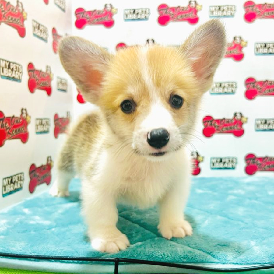 MKA Welsh Corgi Puppy (Male) For Sale
