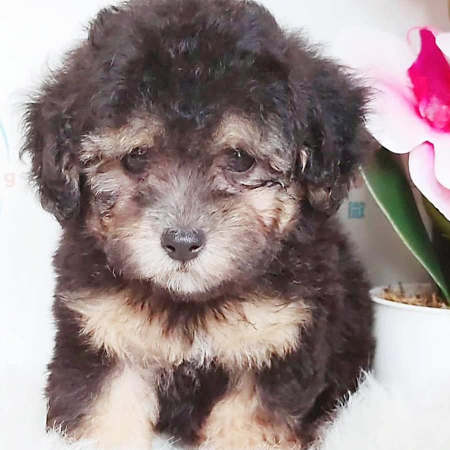 Toy Poodle Puppy (Male) For Sale