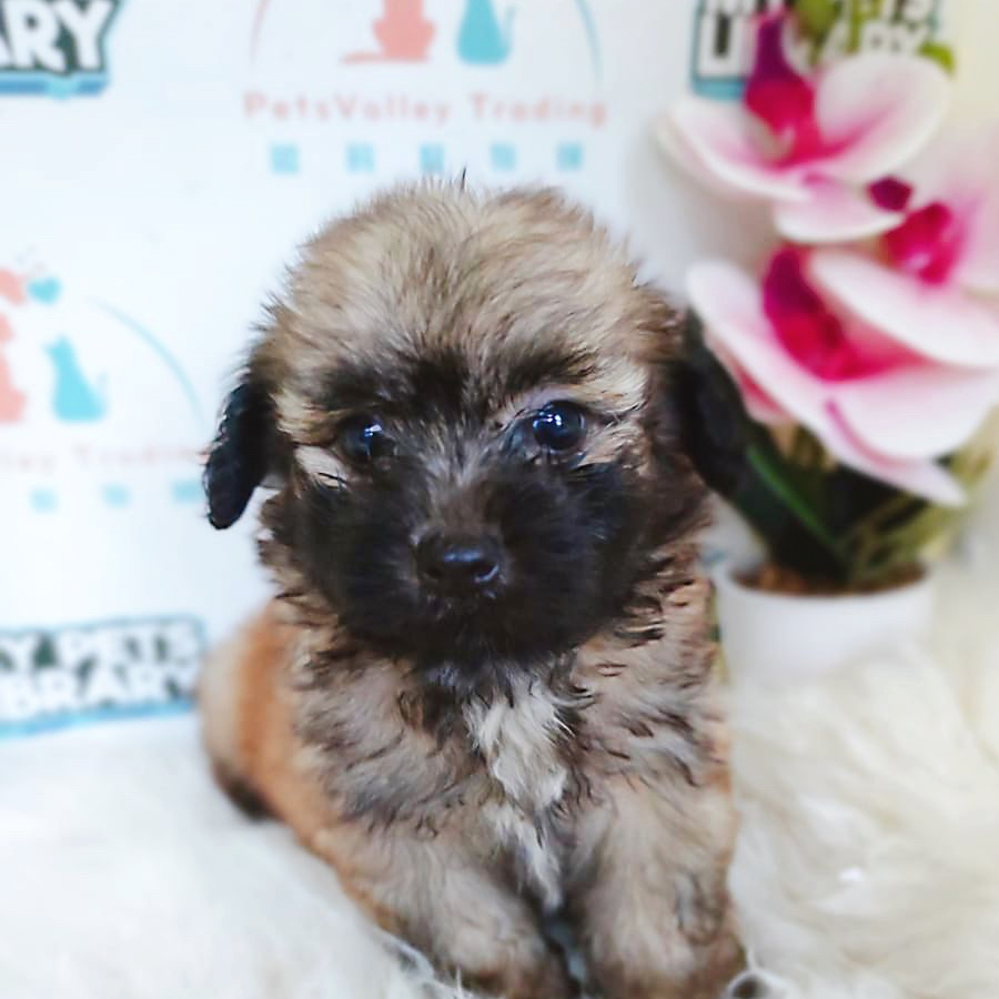 Pomapoo Puppy (Male) For Sale