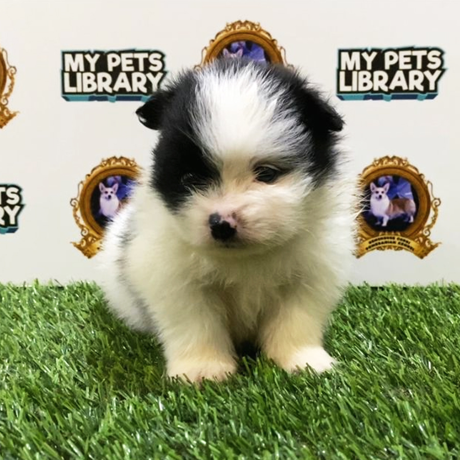 MKA Pomeranian Puppy (Male) For Sale